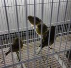 five fancy mannen, Mannelijk, Postuurkanarie