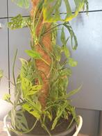 Monstera adansonii laniata xxl, Huis en Inrichting, Kamerplanten, Overige soorten, Minder dan 100 cm, Halfschaduw, In pot