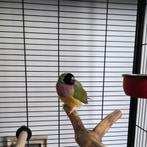 Goldamadine pop, Dieren en Toebehoren, Vogels | Overige Vogels, Vrouwelijk, Tropenvogel