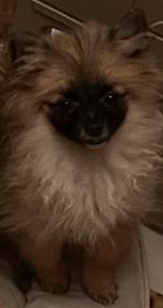 Pomeranian teefje, 15 weken tot 1 jaar, Overige rassen, CDV (hondenziekte), Teef