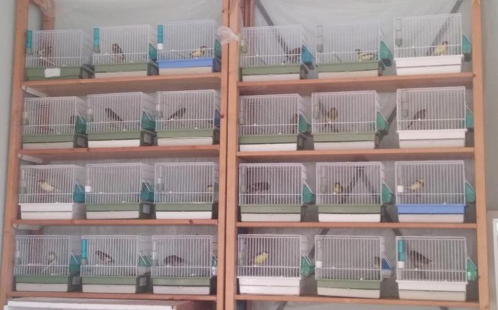 Raszuivere Timbrado Mannen ( 2025..), Dieren en Toebehoren, Vogels | Kanaries, Zangkanarie, Mannelijk