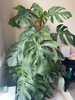 Grote Monstera - 150cm - Sassenheim, 100 tot 150 cm, Overige soorten, In pot, Groene kamerplant