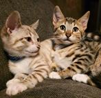 Zeer lieve en aanhankelijke kittens (Bengaal x snowshoe), Dieren en Toebehoren, Katten en Kittens | Raskatten | Korthaar, Meerdere dieren