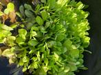boerenkool en slaplanten, Tuin en Terras, Planten | Tuinplanten, Ophalen, Volle zon, Groenteplanten, Eenjarig