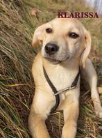 OP OP ZOEK NAAR EEN LIEF MAATJE? REUTJE OF TEEFJE? LEES MEE!, Particulier, 1 tot 2 jaar, Buitenland, Parvo