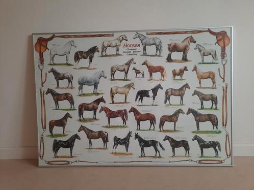 Vintage paarden poster in aluminium lijst, Dieren en Toebehoren, Paarden en Pony's | Overige Paardenspullen, Gebruikt, Overige soorten