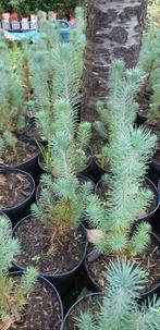 parasolden (pinus pinea), Tuin en Terras, Planten | Bomen, Volle zon, Minder dan 100 cm, Zomer, Overige soorten