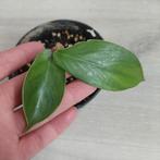 Philodendron Squamiferum stek, Huis en Inrichting, Kamerplanten, Overige soorten, Minder dan 100 cm, Ophalen of Verzenden, Halfschaduw