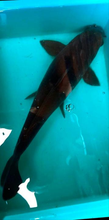 Koi Karper 43cm beschikbaar voor biedingen