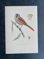 10 prenten zangvogels 16,5x24 cm samen 20 euro oa tjiftjaf, Ophalen of Verzenden, Natuur en Biologie