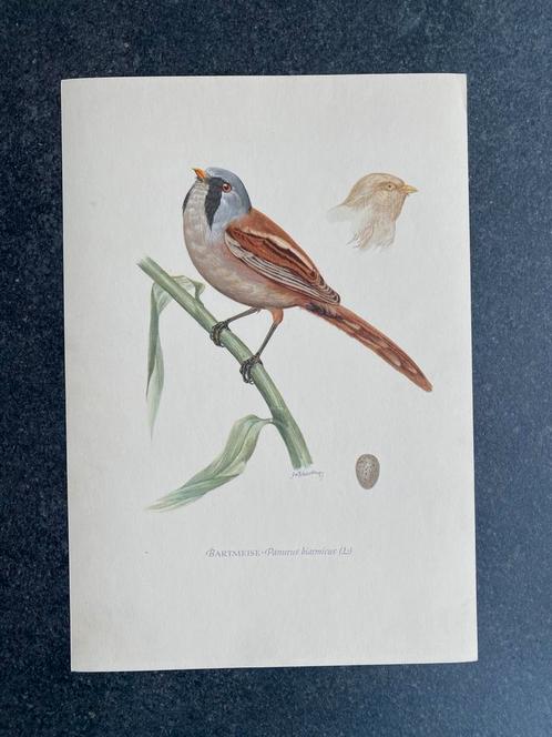 10 prenten zangvogels 16,5x24 cm samen 20 euro oa tjiftjaf, Antiek en Kunst, Antiek | Schoolplaten, Natuur en Biologie, Ophalen of Verzenden