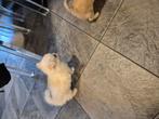 Super mooie raszuiver  chihuahua  pups Super  langhaar, Dieren en Toebehoren, Honden | Chihuahua's en Gezelschapshonden, CDV (hondenziekte)