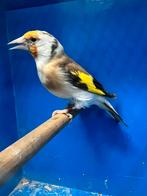 Majoor putters - Mutaties, Meerdere dieren, Wildzangvogel, Geringd