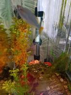 Grondvisjes 5 stuks +2 platy., Dieren en Toebehoren, Vissen | Aquaria en Toebehoren, Ophalen of Verzenden, Zo goed als nieuw