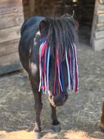 Shetlander te koop!, Hobby en Vrije tijd, Overige Hobby en Vrije tijd, Ophalen