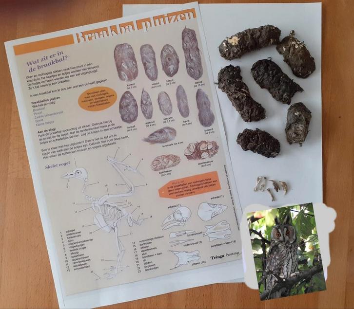 Uilenballen van Ransuil, Verzamelen, Dierenverzamelingen, Nieuw, Overige typen, Vogel, Ophalen of Verzenden