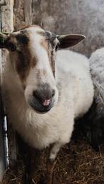 Schoonebeeker ooien, Dieren en Toebehoren, Schapen, Geiten en Varkens, Vrouwelijk, Schaap, 6 jaar of ouder