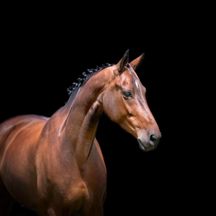 Gelderse merrie en  jaarling v odin, Dieren en Toebehoren, Paarden, Merrie, 165 tot 170 cm, 11 jaar of ouder, Met stamboom, Gechipt