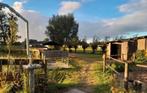 Gezocht: paardenliefhebbers/verzorg(st)ers, Dieren en Toebehoren, Stalling en Weidegang
