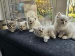 Ragdoll kittens, Dieren en Toebehoren, Katten en Kittens | Raskatten | Langhaar, Meerdere dieren, Ontwormd