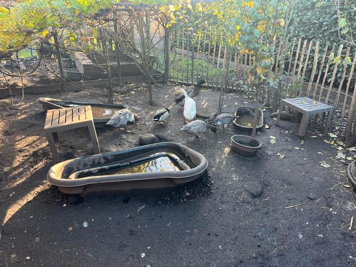 Loopeenden familie te koop, Dieren en Toebehoren, Pluimvee, Eend, Meerdere dieren