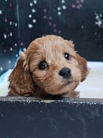 Cavapoo pup teefje zoekt nog een gouden mandje🩷, Poedel, 8 tot 15 weken, CDV (hondenziekte), Meerdere