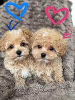 Premium maltipoo f1 reutje en teefje, Dieren en Toebehoren, Honden | Chihuahua's en Gezelschapshonden, Poedel, Particulier, Rabiës (hondsdolheid)