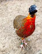 Satyr haan tragopaan – tragopan - tragopanen broed 2025., Mannelijk, Overige soorten