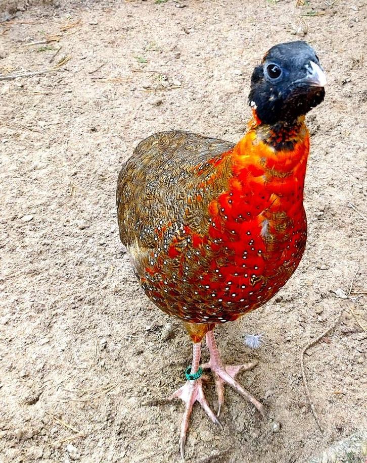 Satyr haan tragopaan – tragopan - tragopanen broed 2025., Dieren en Toebehoren, Pluimvee, Overige soorten, Mannelijk