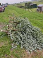 Geitenvoer wilgentenen  gratis geiten voer, Tuin en Terras, Ophalen