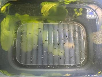 Baby guppen te koop beschikbaar voor biedingen