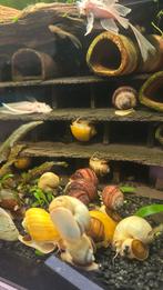 Volwassen appelslakken, Dieren en Toebehoren