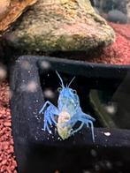 Blauwe Florida kreeftjes, Dieren en Toebehoren, Kreeft, Krab of Garnaal