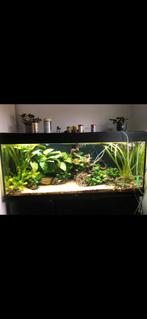 Aquarium planten (anubias), Ophalen, Zo goed als nieuw, Tak, Plant, Rots of Steen