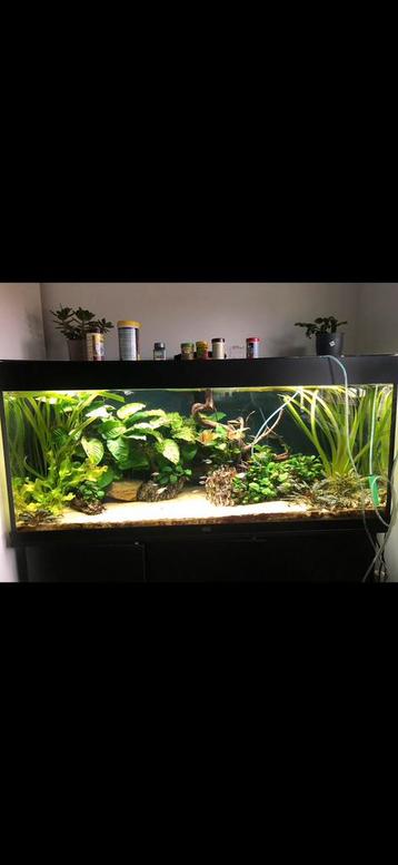 Aquarium planten (anubias) beschikbaar voor biedingen