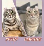 American curl katers | fantastische karakter | gezond, Dieren en Toebehoren, Katten en Kittens | Overige Katten, Meerdere dieren