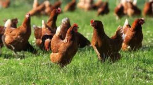 BRUINE Barnevelders en WITTE Leghorn kippen., Dieren en Toebehoren, Pluimvee, Kip, Vrouwelijk