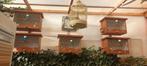 5 mooie houten zangkooien, Dieren en Toebehoren, Ophalen, Hout, Vogelkooi