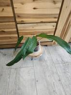 Philodendron heterocraspedon, Huis en Inrichting, Kamerplanten, Ophalen of Verzenden, Overige soorten, Minder dan 100 cm