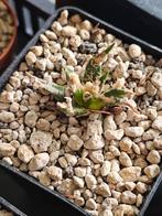 Ariocarpus agavoides, Ophalen of Verzenden, Overige soorten, Minder dan 100 cm