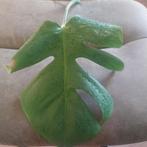 Monstera variegata stek te koop, Ophalen, Overige soorten, Halfschaduw, Minder dan 100 cm
