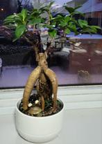 Mooie Ficus Ginseng Bonsai, Ficus, In pot, Minder dan 100 cm, Groene kamerplant