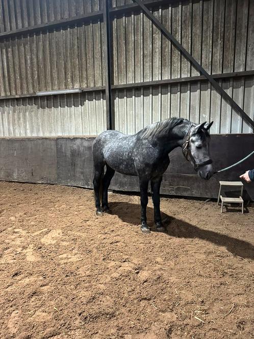 6 jarige E pony te koop, Dieren en Toebehoren, Pony's, Ruin, Onbeleerd, E pony (1.48m - 1.57m), Recreatiepony, 3 tot 6 jaar, Gechipt