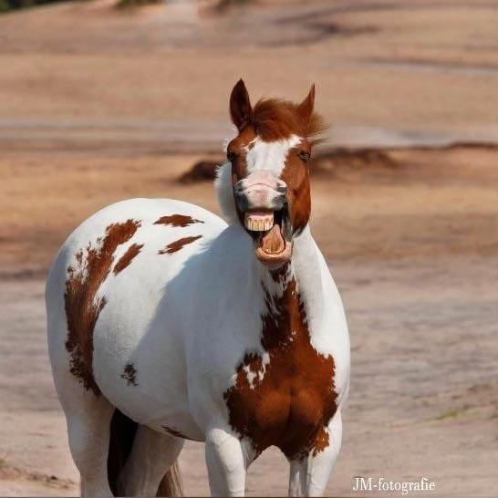 Brave pony zoekt volwassen bijrijder, Dieren en Toebehoren, Paarden en Pony's | Verzorgingsproducten, Zo goed als nieuw, Ophalen of Verzenden