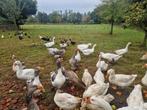 Ganzen te koop, Dieren en Toebehoren, Meerdere dieren, Gans of Zwaan