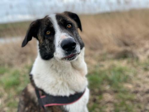 Flavo zoekt een nieuw thuis – help jij hem verder?, Dieren en Toebehoren, Honden | Niet-rashonden, Groot, Reu, Particulier, Eén hond