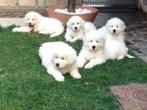 MAREMMA  TEEFJE, Dieren en Toebehoren, België, Particulier, CDV (hondenziekte), 8 tot 15 weken