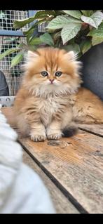 Brits langhaar poesje, Dieren en Toebehoren, Poes, Gechipt, 0 tot 2 jaar