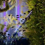 Zoetwaterslakken, Dieren en Toebehoren, Vissen | Aquariumvissen, Vis, Zoetwatervis