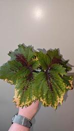 Coleus siernetel, Ophalen, Overige soorten, Minder dan 100 cm